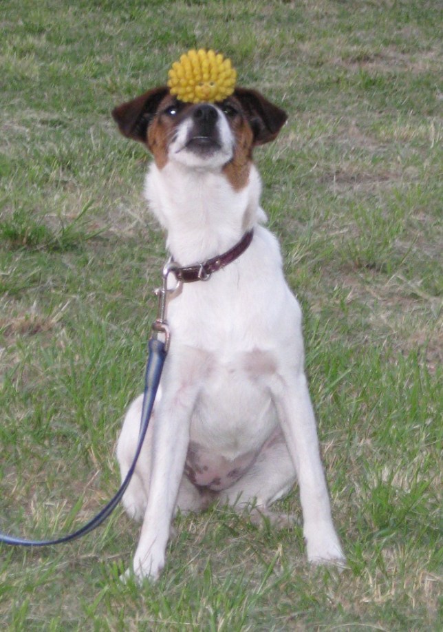 bala equilbrando su pelotita en la trufa