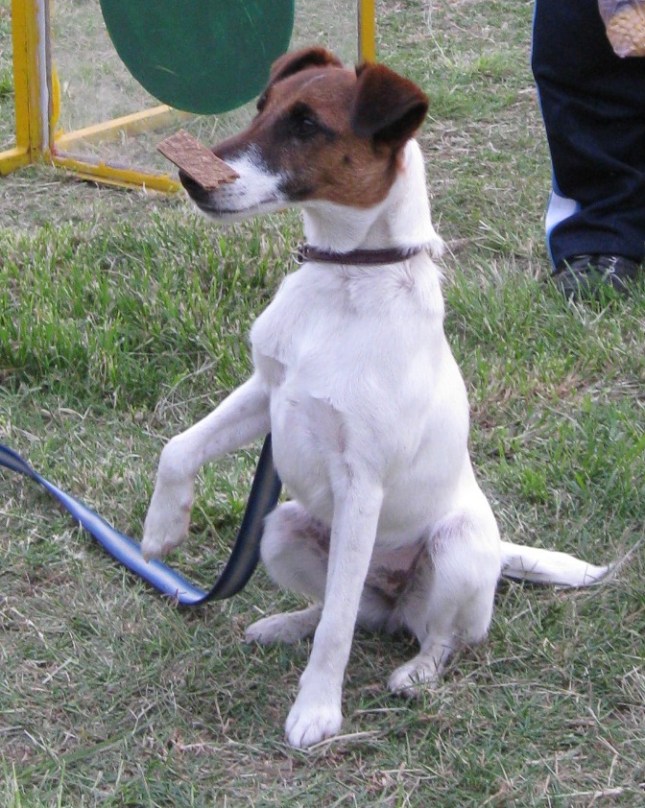 bala equilibrando un doguito en su trufa
