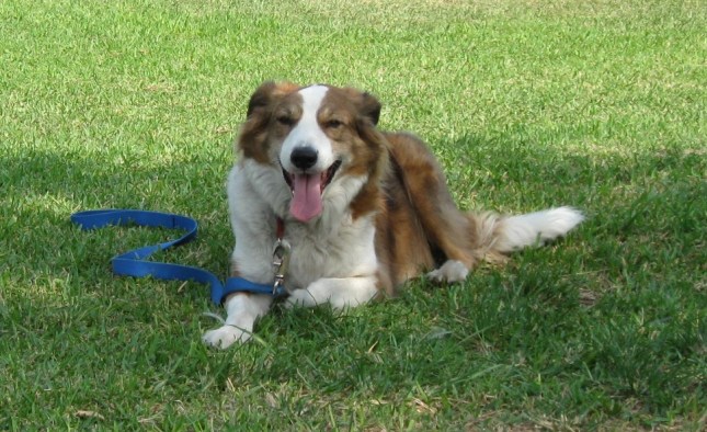 Chapi posa muy linda