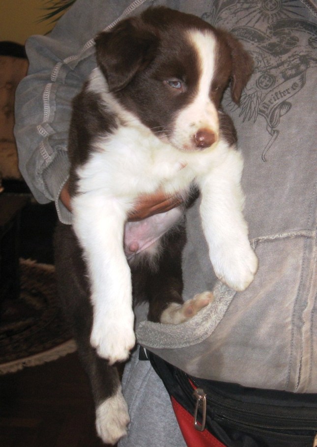 Spike siendo un cachorro de 2 meses