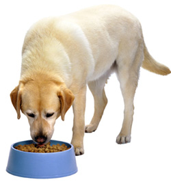 546979_281374581983295_1241760064_n