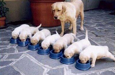 cachorros_comiendo_www_Humor12_com