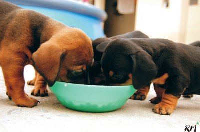 cachorros_comiendo_www_Humor12_com