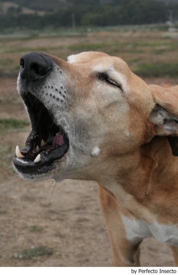 perro-ladrando-by-Perfecto-Insecto2